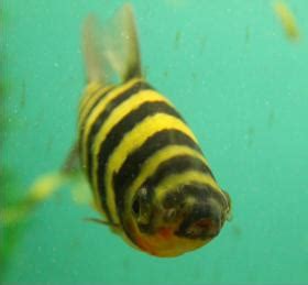 Black banded leporinus Care: Size, Tank Mates, Diet, .